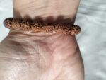 Pulsera 7 chakras y rudraksh 1
